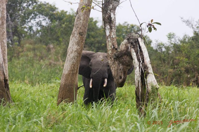 048 LOANGO 2 Akaka Riviere Rembo Ngove Nord Berge et Mammalia Proboscidea Elephant Loxodonta africana cyclotis 15E5K3IMG_106858wtmk.jpg